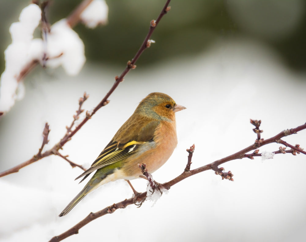 De invloed van koud weer op vogels