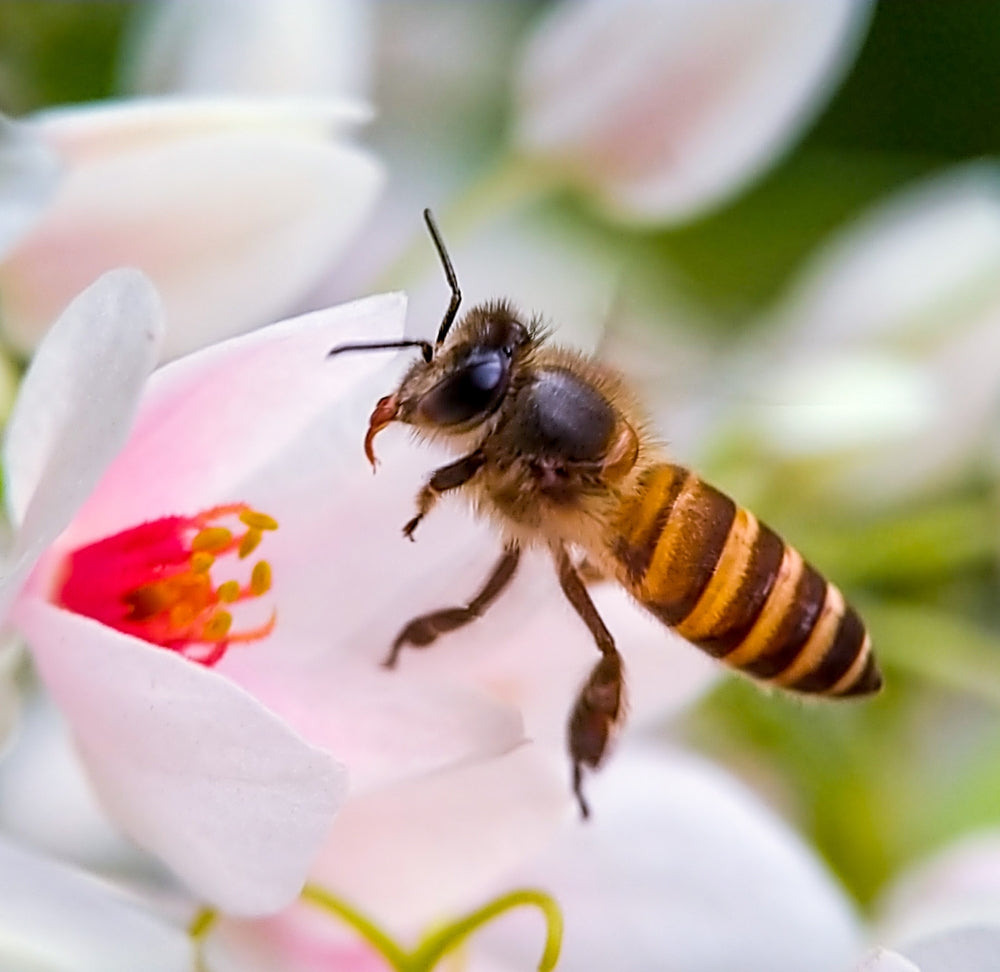 Geef jouw tuin een boost met insectenhotels en vogelhuisjes