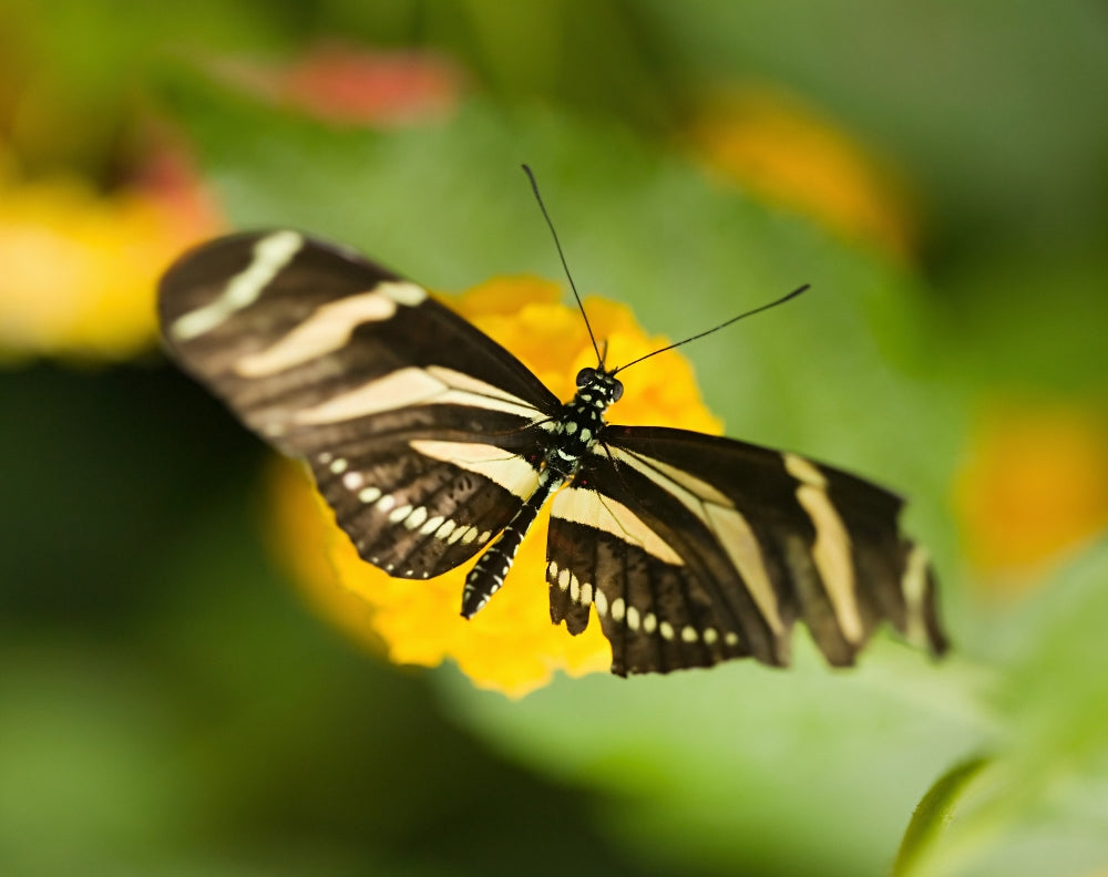 Vlinders en hun metamorfose