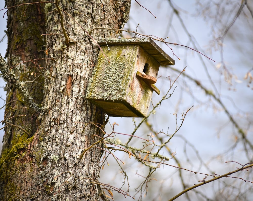 Vogelhuisjes: een toevluchtsoord creëren voor de liederen van de natuur