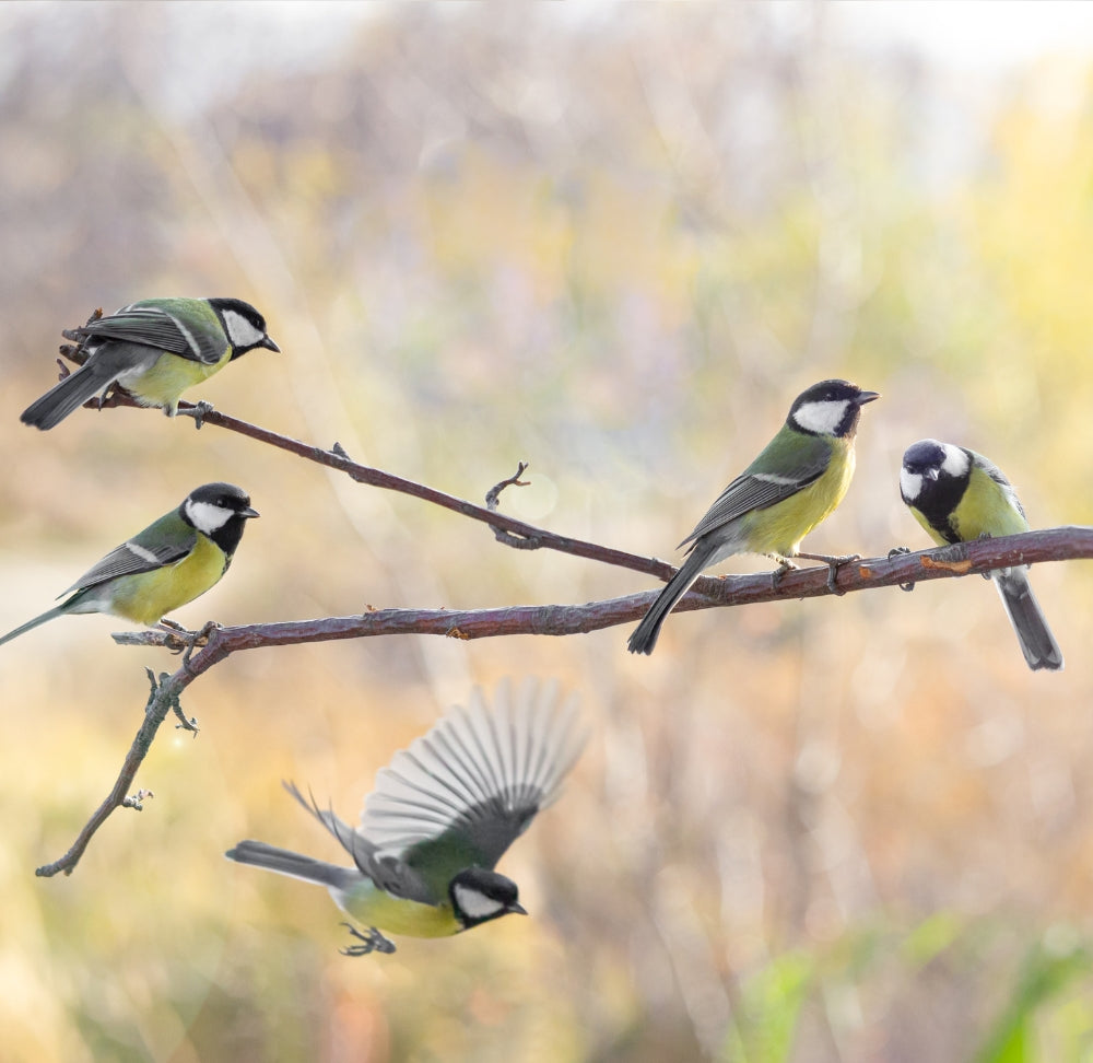 De Pracht van Voorjaarsvogels