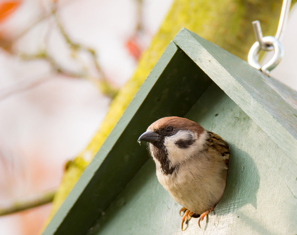 Wat vogels fijn vinden aan een vogelhuisje