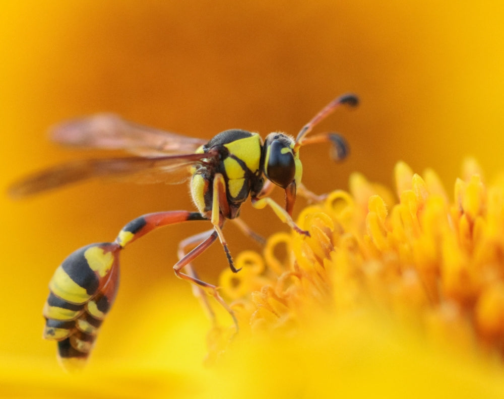 Welke insecten zijn er in Nederland?