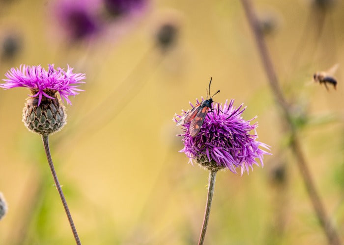 Zorg voor de insecten die de bloemen bestuiven