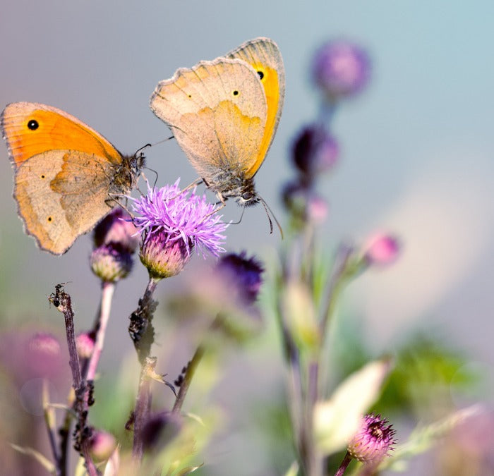 Zorg voor de insecten die de bloemen bestuiven