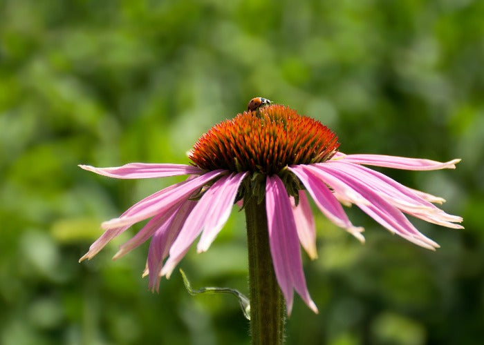 Zorg voor de insecten die de bloemen bestuiven