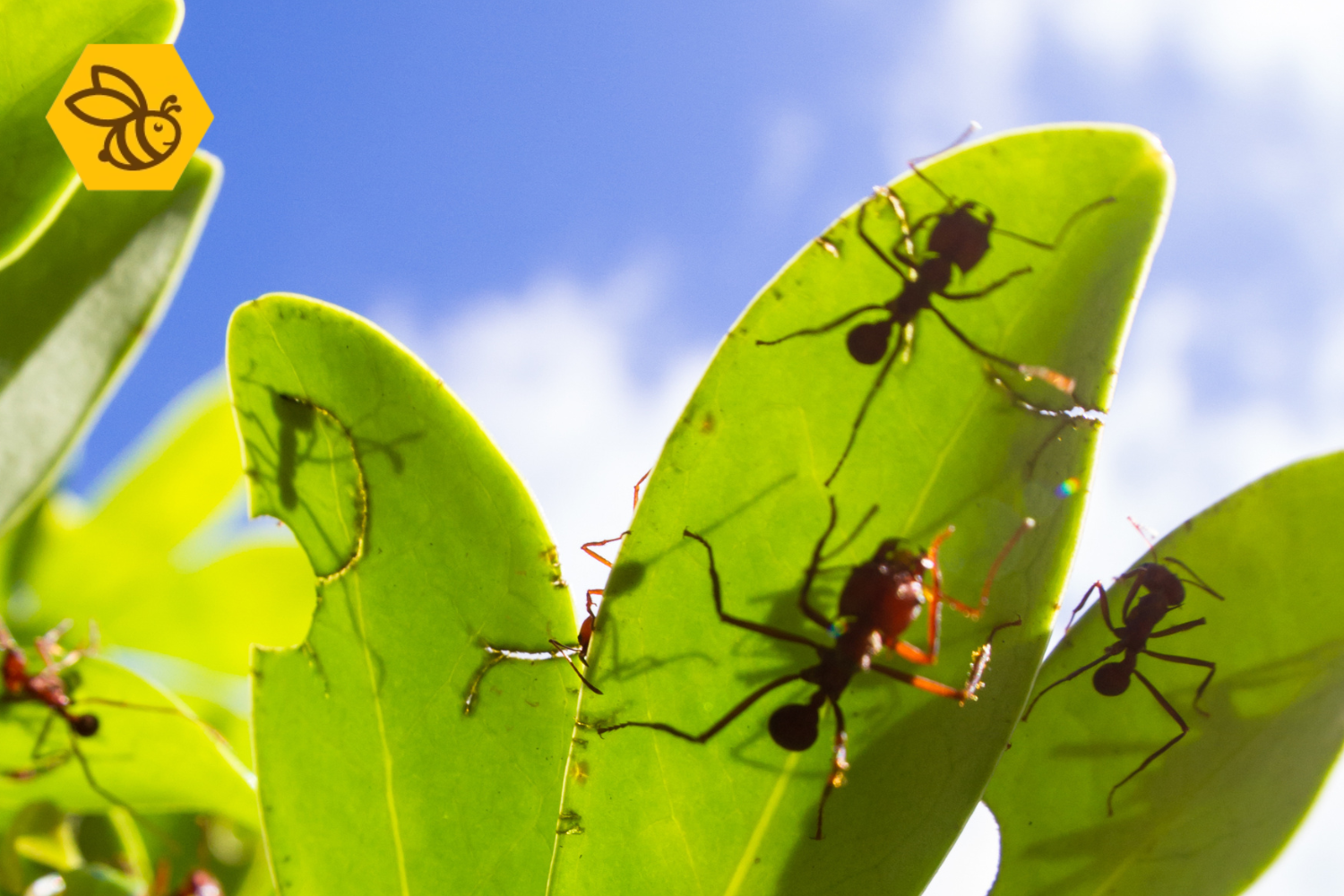 30 graden in mei: wat betekent deze extreme warmte voor insecten?