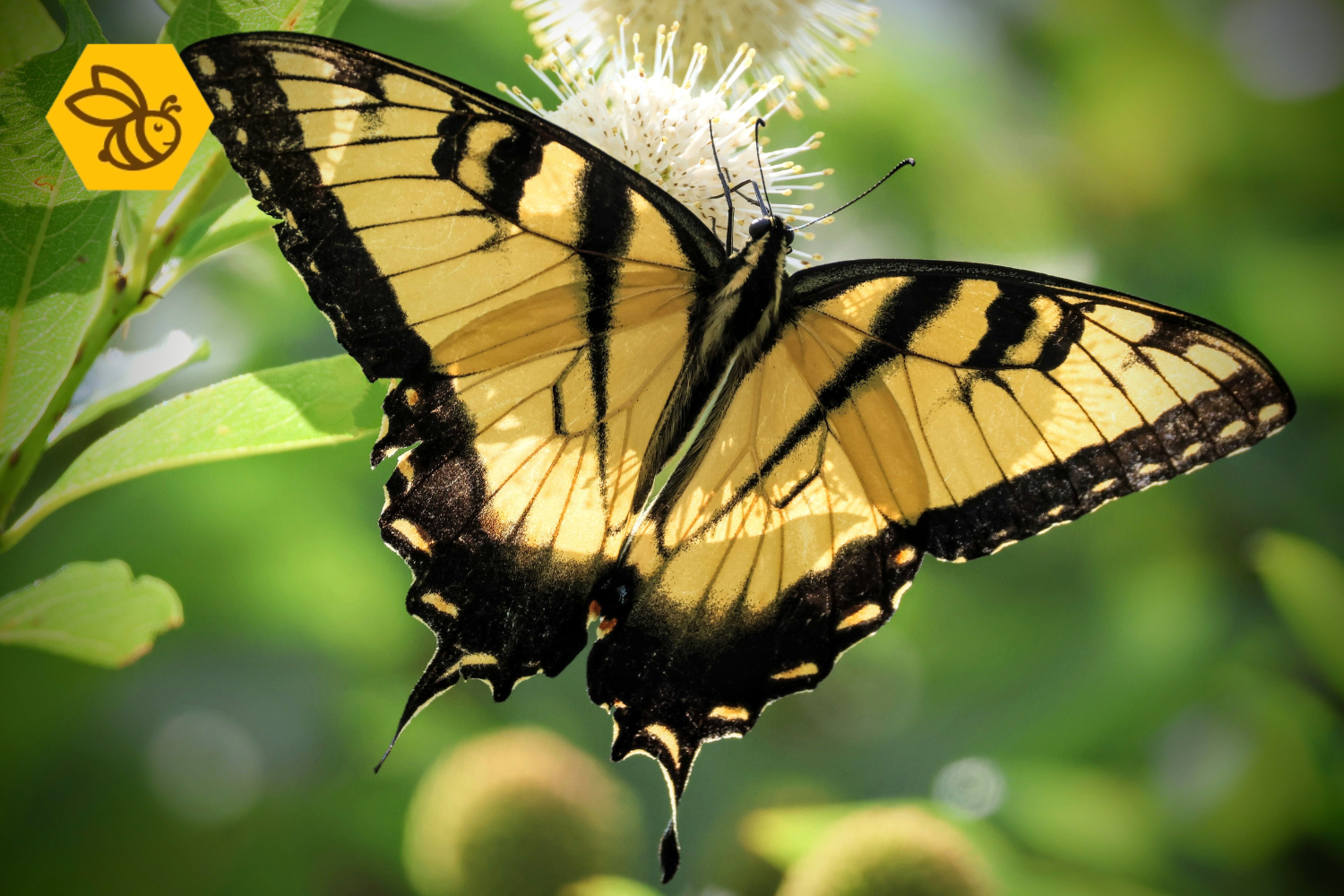 Het dramatische verlies van vlinders in Nederland