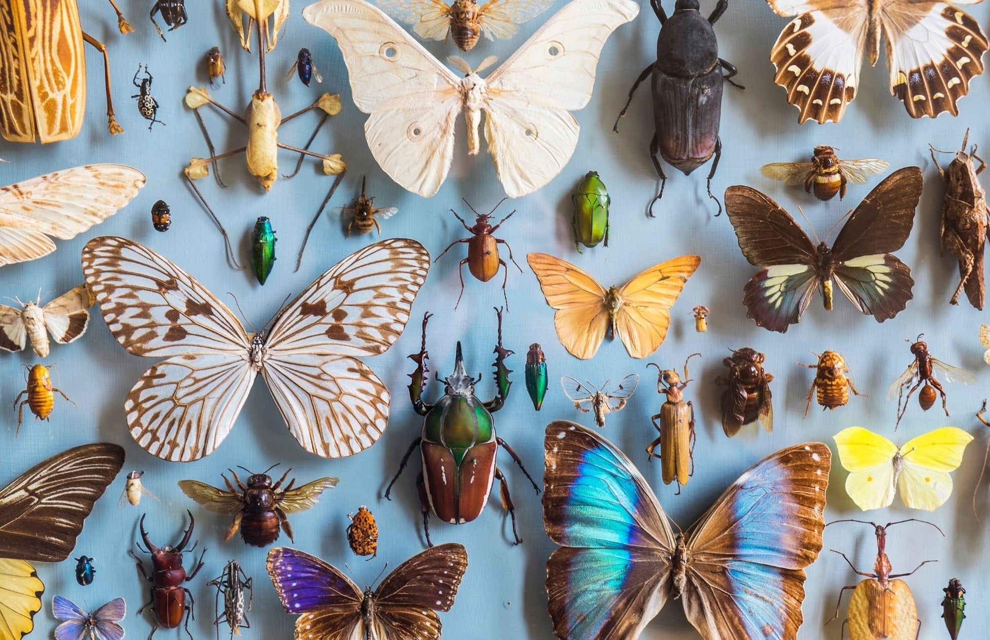 De Staat van Insecten in Nederland: Huidige Situatie en Toekomstverwachtingen