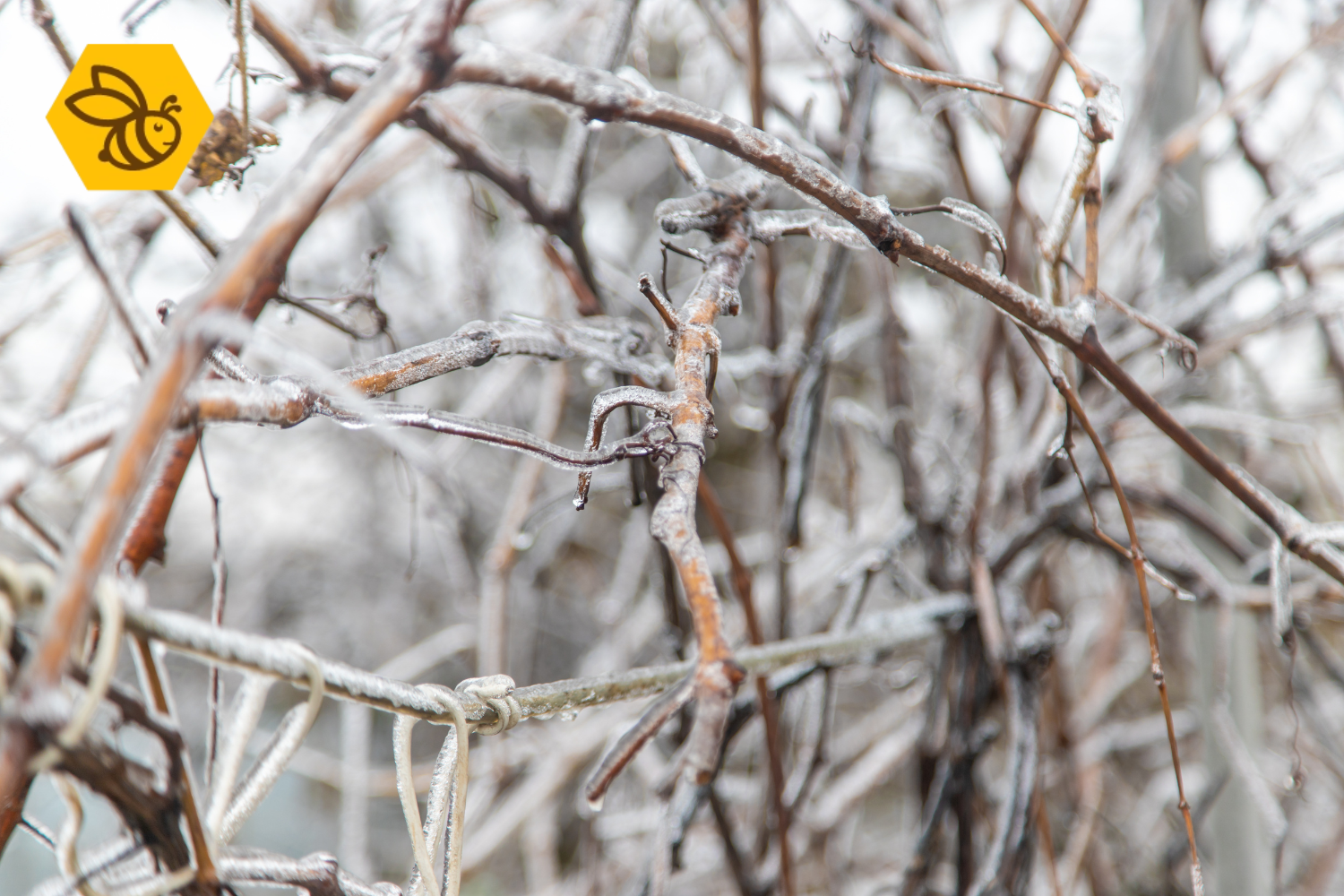 Waarom januari hét moment is om insectenhotels te plaatsen
