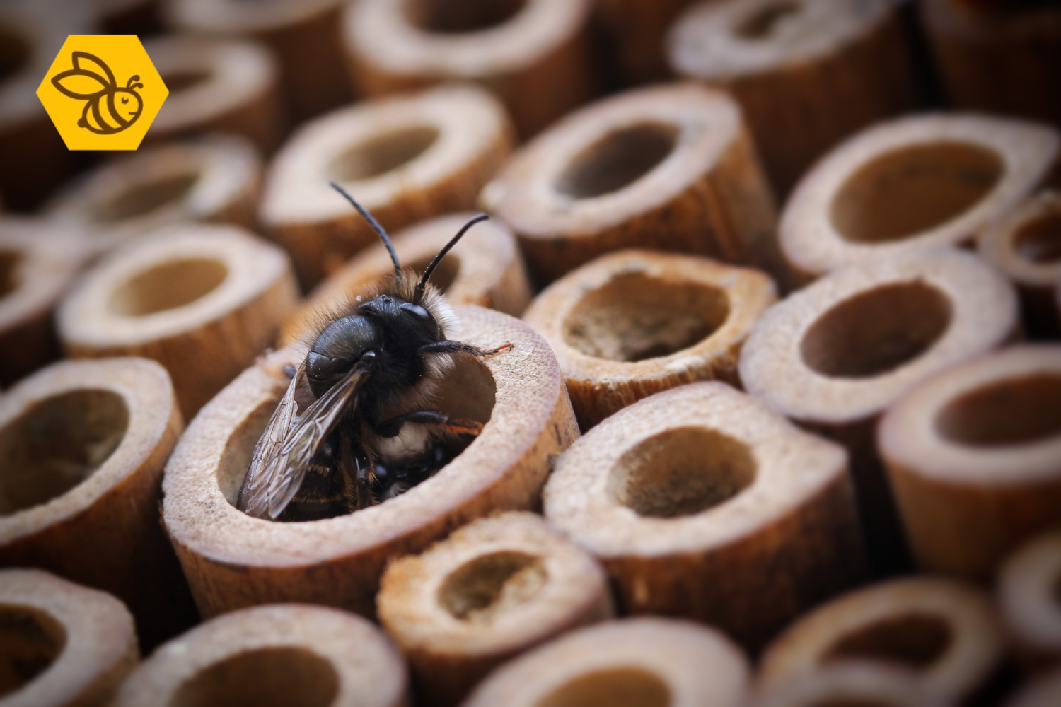 Uitslag Nationale Bijentelling: Metselbijen winnen, Hommels verliezen