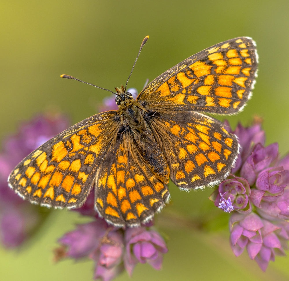Verwelkom vlinders in jouw tuin. 5 tips!