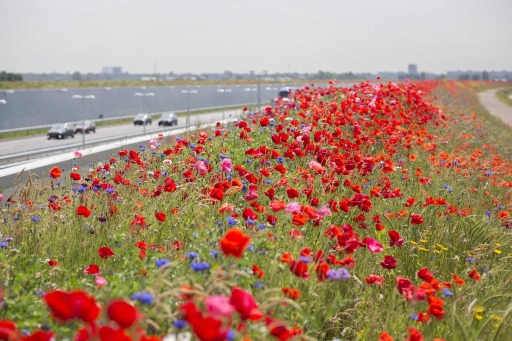 Succesverhalen uit Nederland: ‘honey highways’ en groene initiatieven