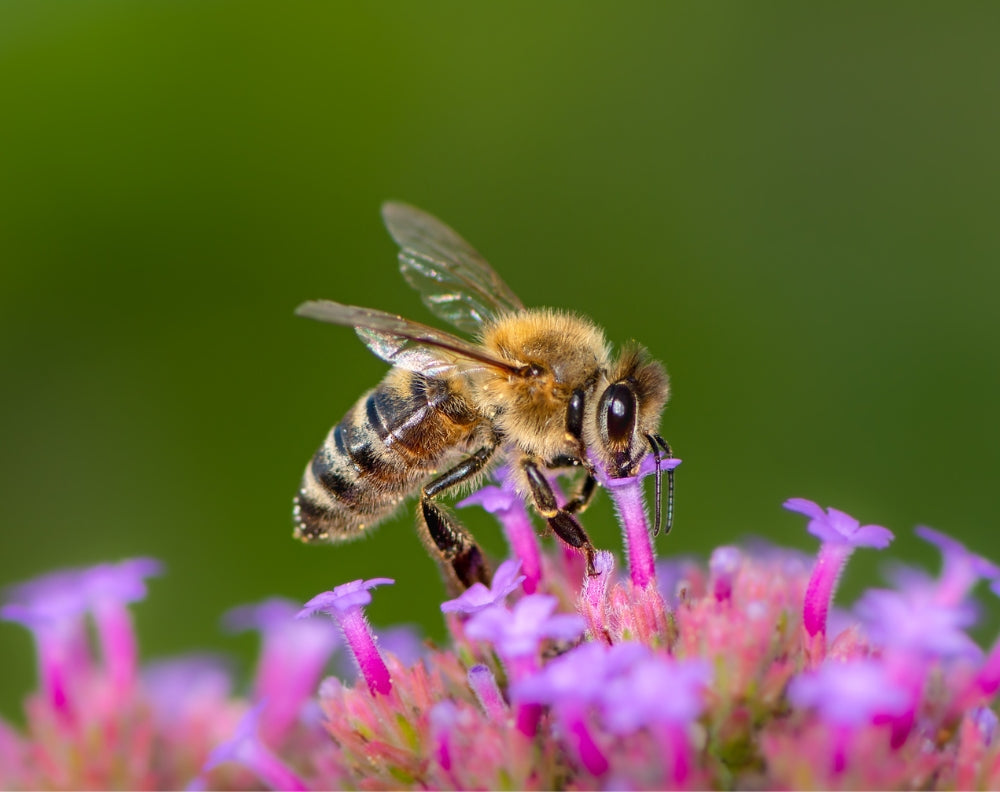 Minder bijen geteld bij jaarlijkse bijentelling